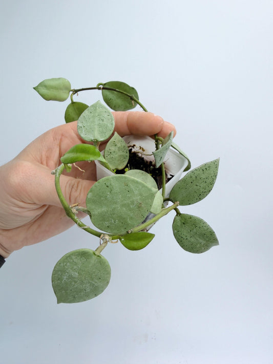 Hoya Lacunosa Silver Mint Coin