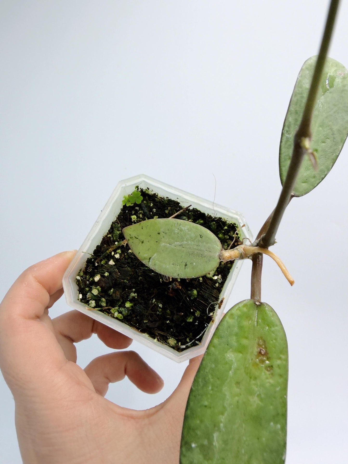 Hoya Silver Dollar