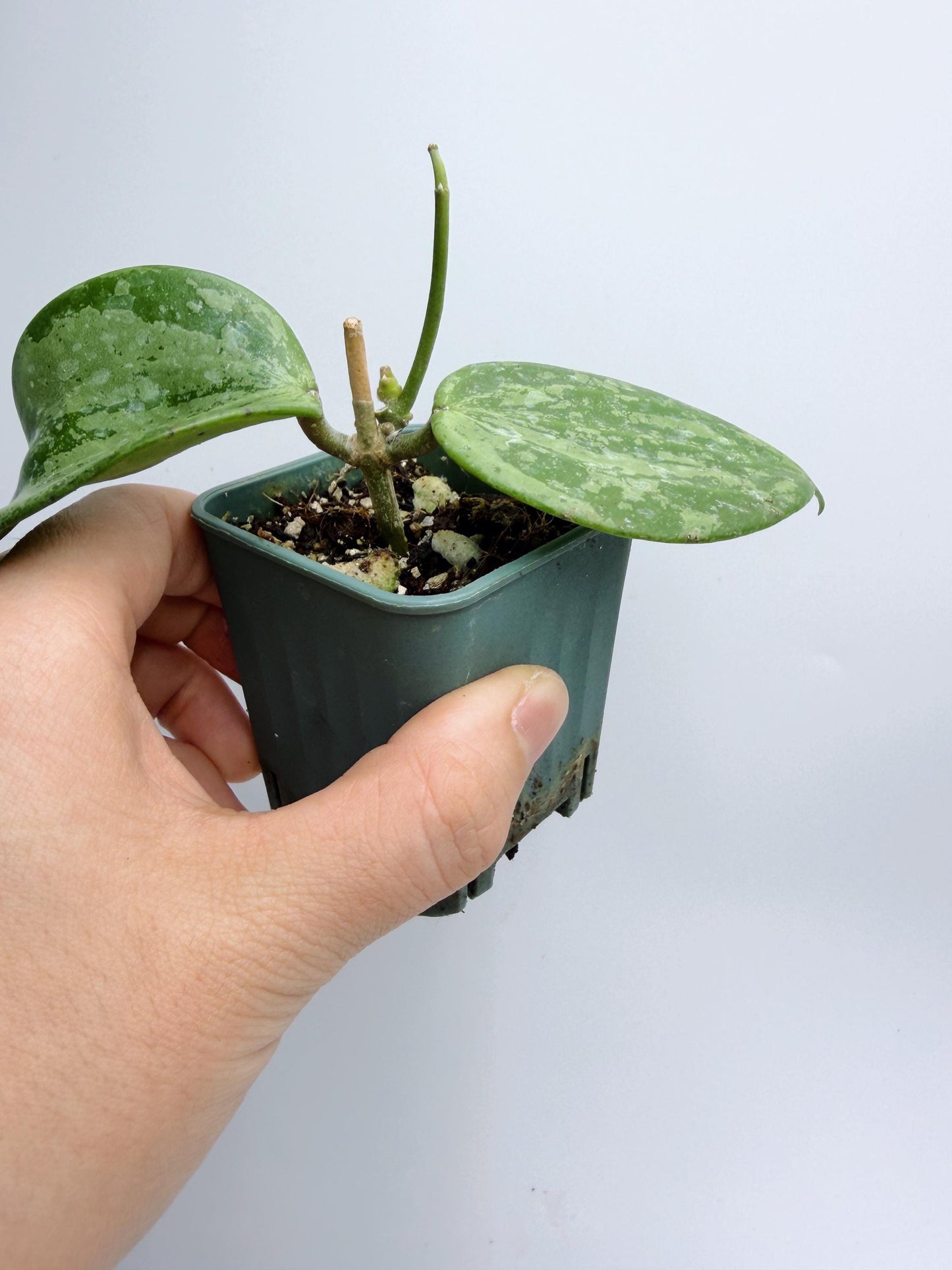 Hoya Michele Silver/Splash