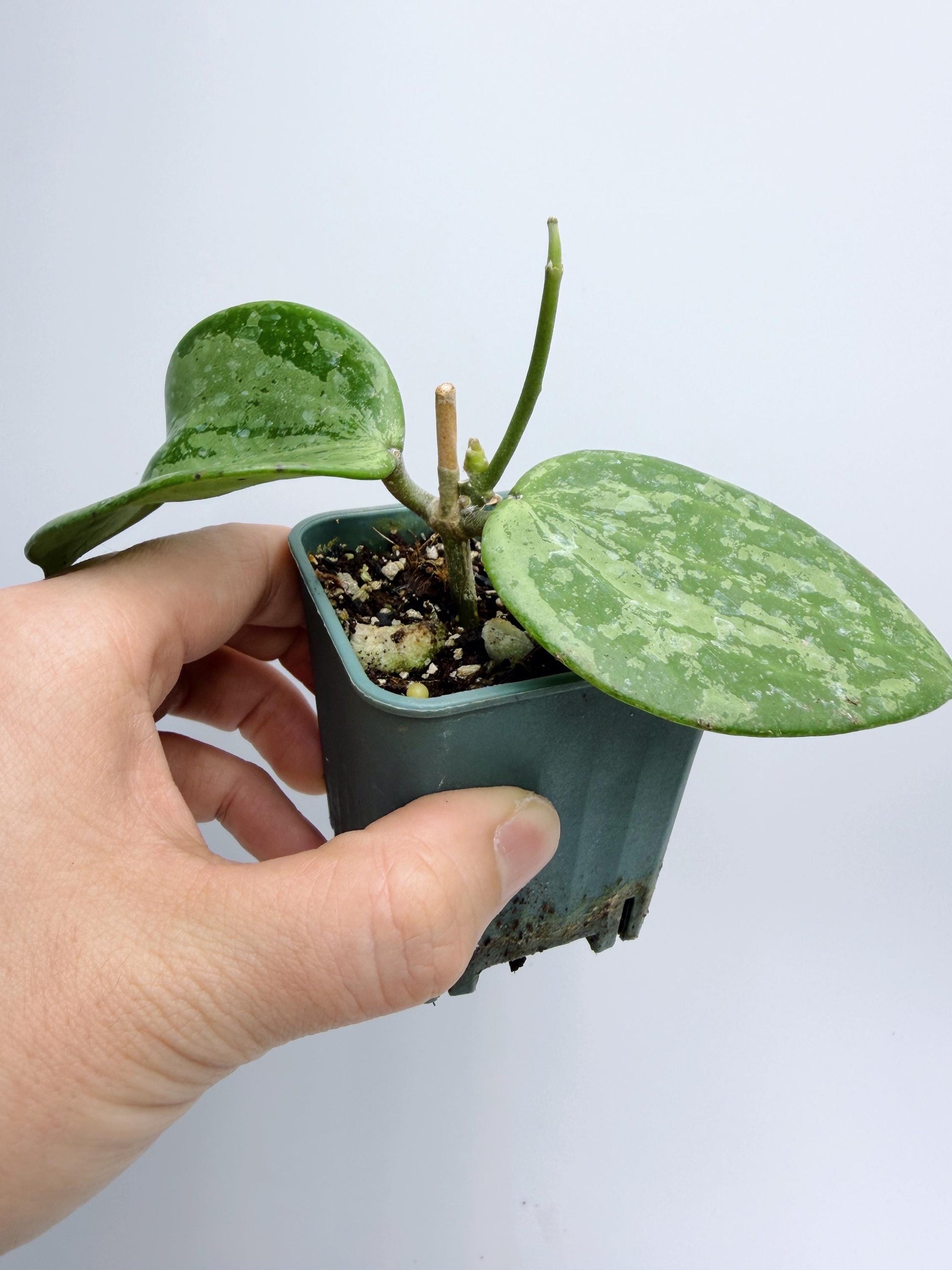 Hoya Michele Silver/Splash