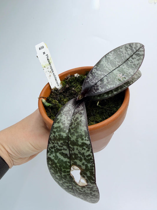 Phalaenopsis Schilleriana
