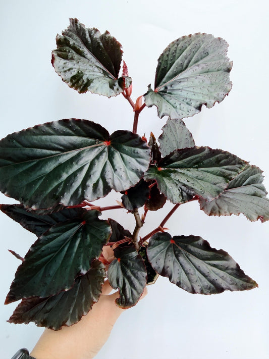 Begonia Rex Black Magic