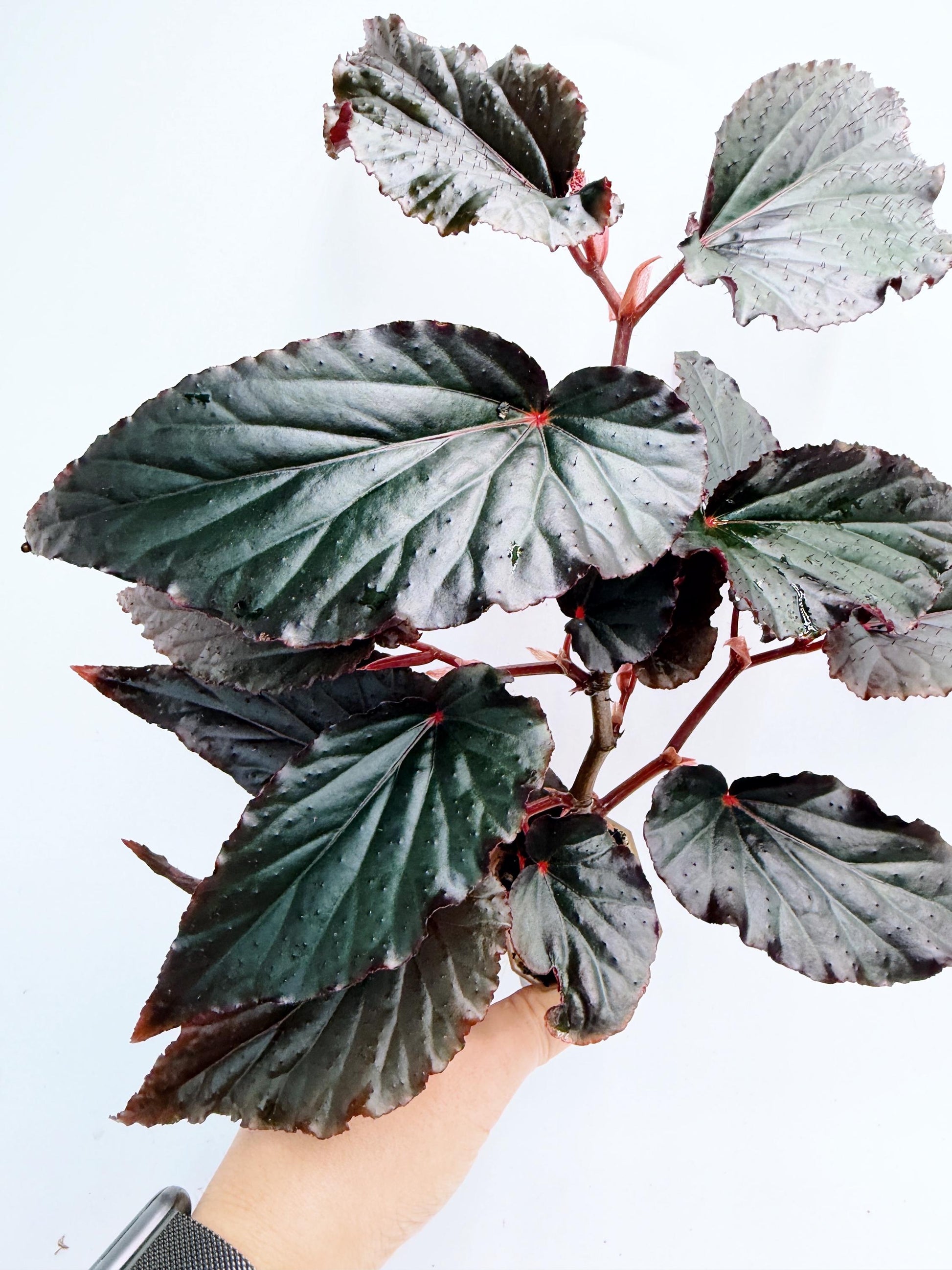 Begonia Rex Black Magic