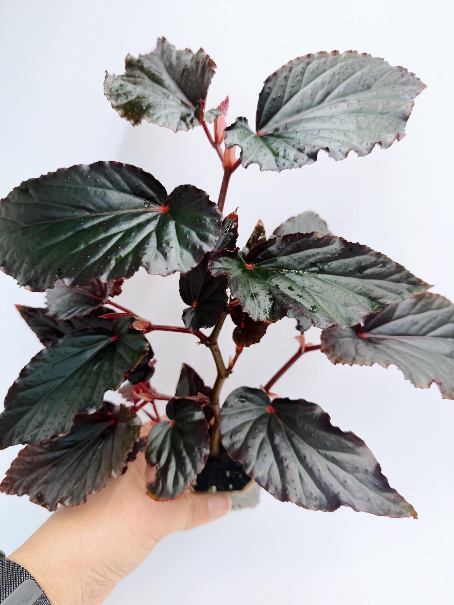 Begonia Rex Black Magic