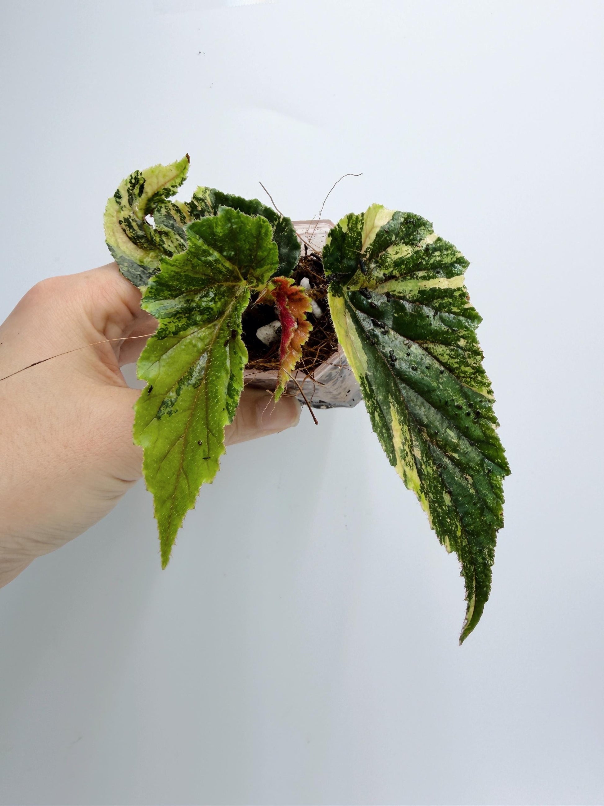 Begonia Ginny Galaxy Variegated