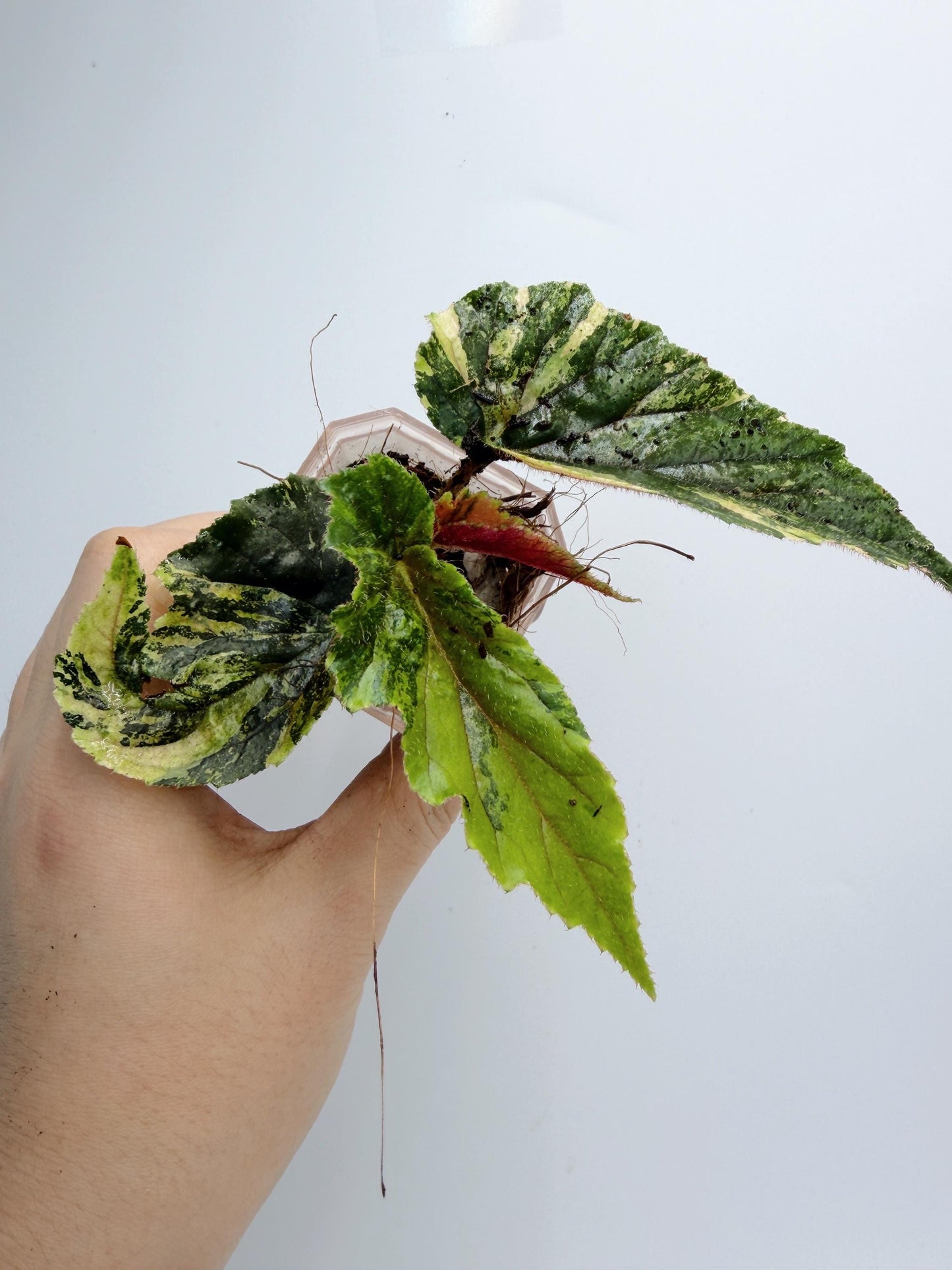 Begonia Ginny Galaxy Variegated