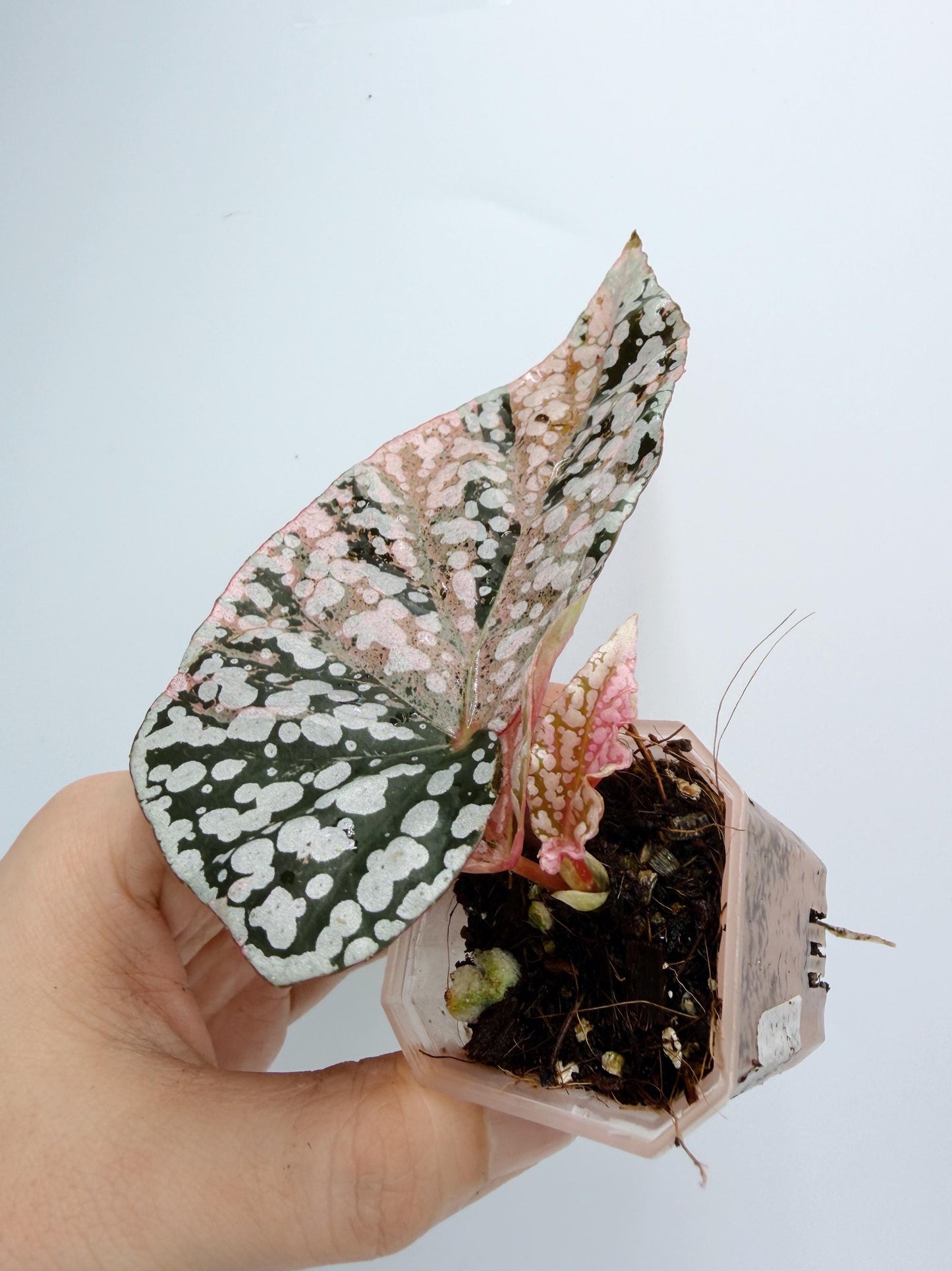Begonia Snow Capped Variegated