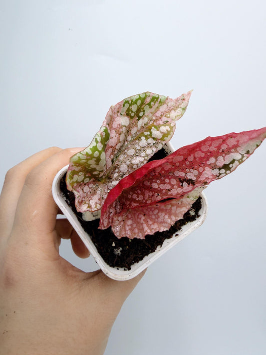 Begonia Snow Capped Variegated