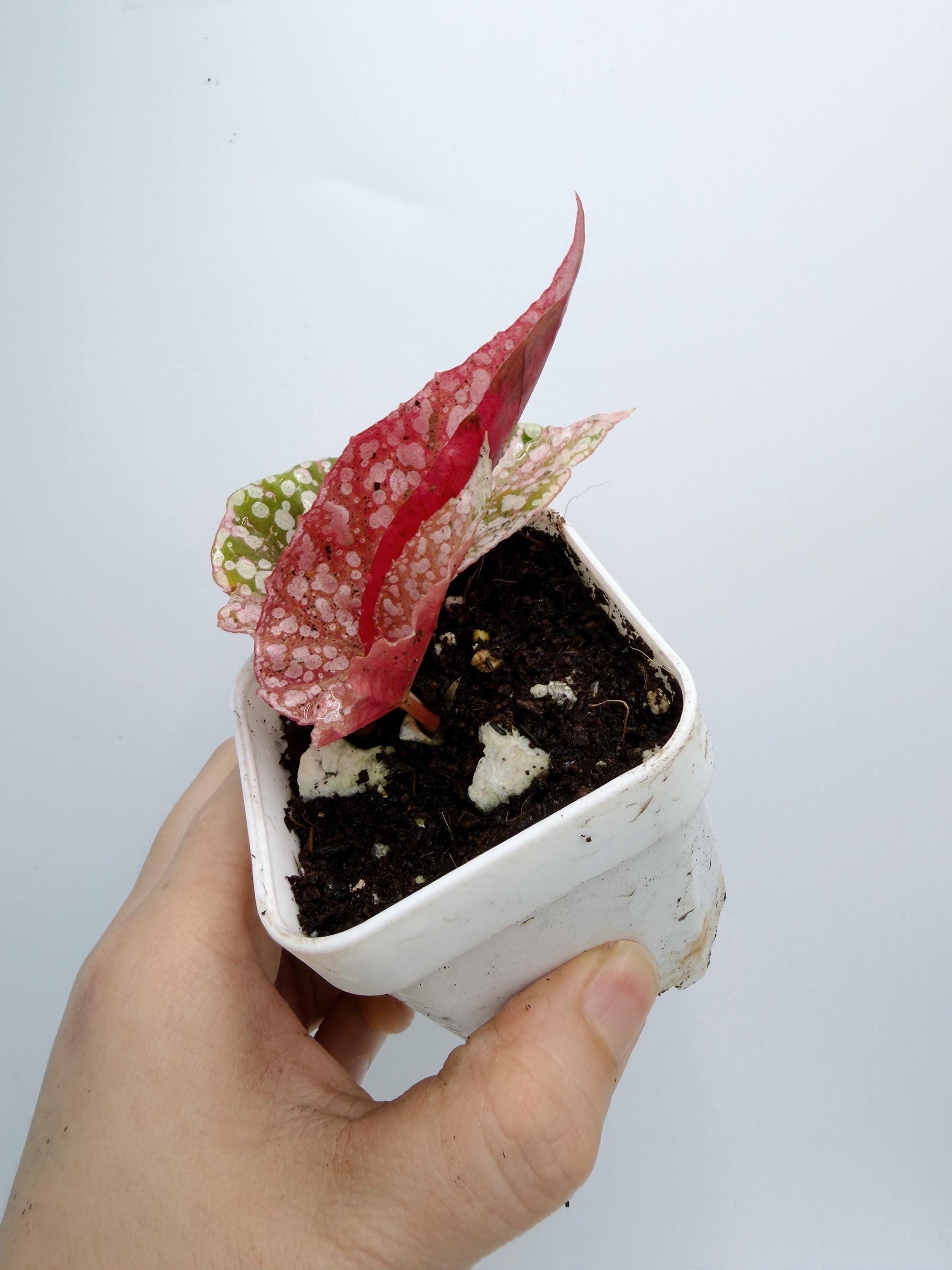 Begonia Snow Capped Variegated