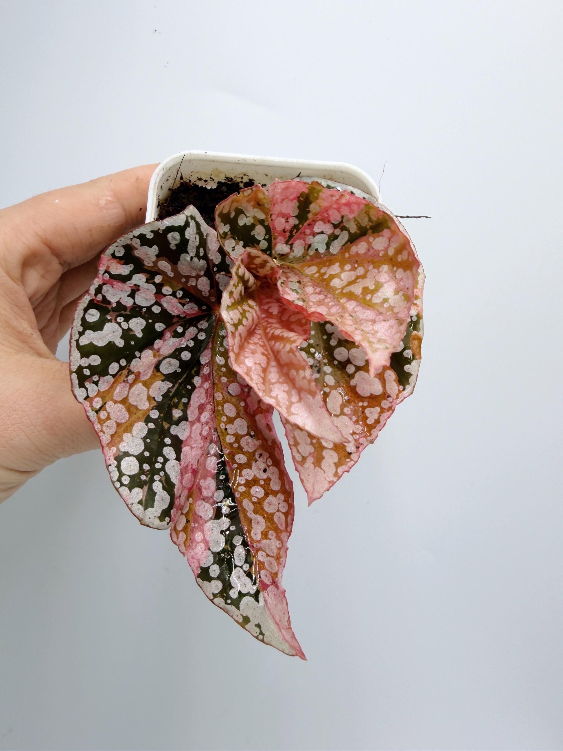 Begonia Snow Capped Variegated