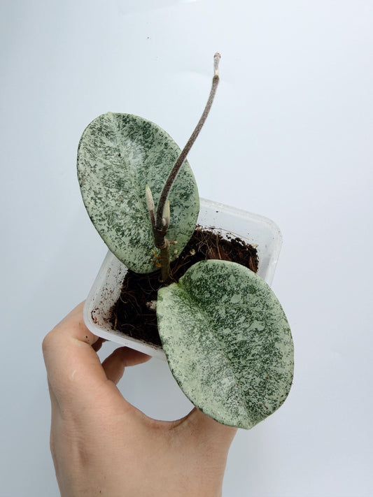 Hoya Nova Ghost