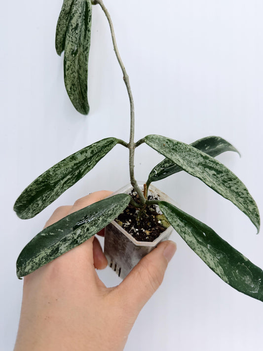 Hoya Minibelle Splash