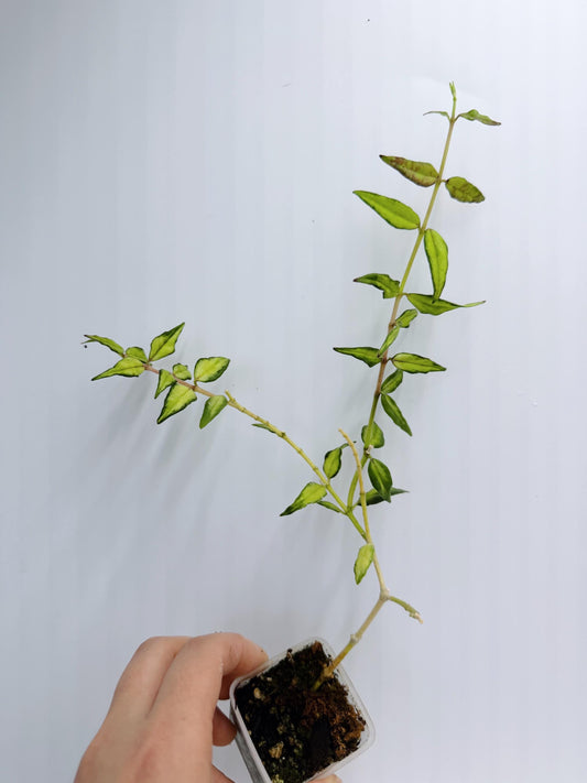 Hoya Bella Inner Variegated