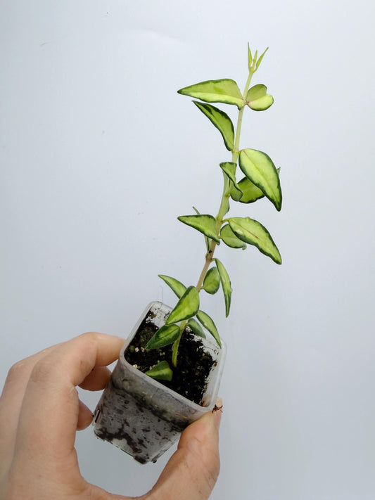 Hoya Bella Inner Variegated
