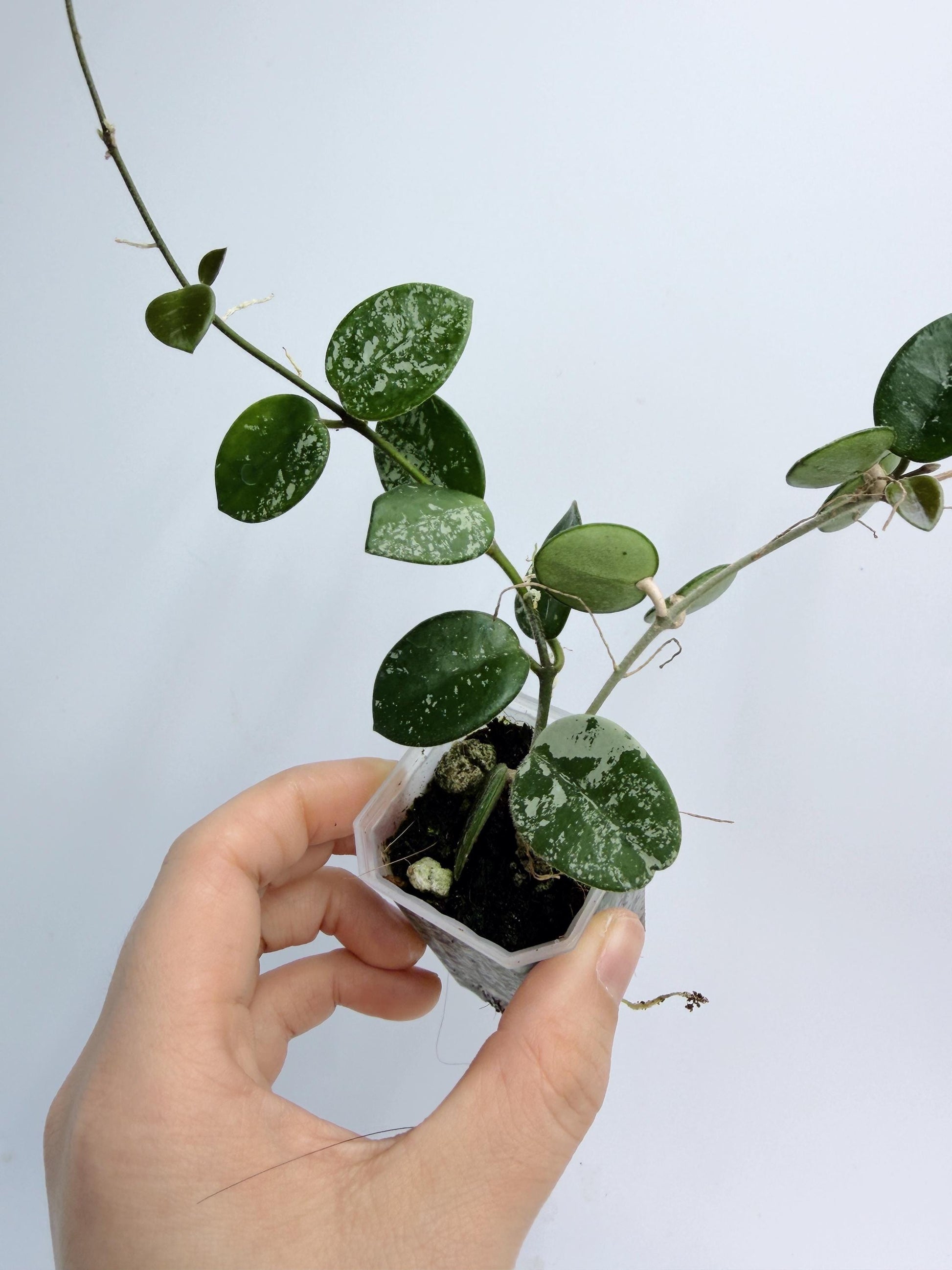 Hoya Mathilde Splash