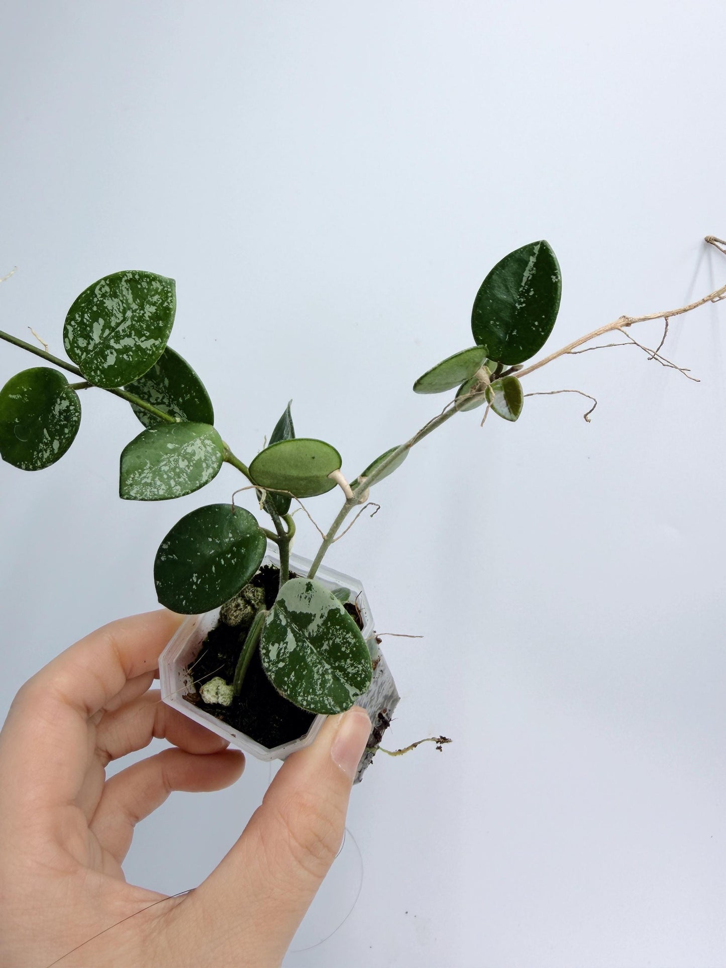 Hoya Mathilde Splash