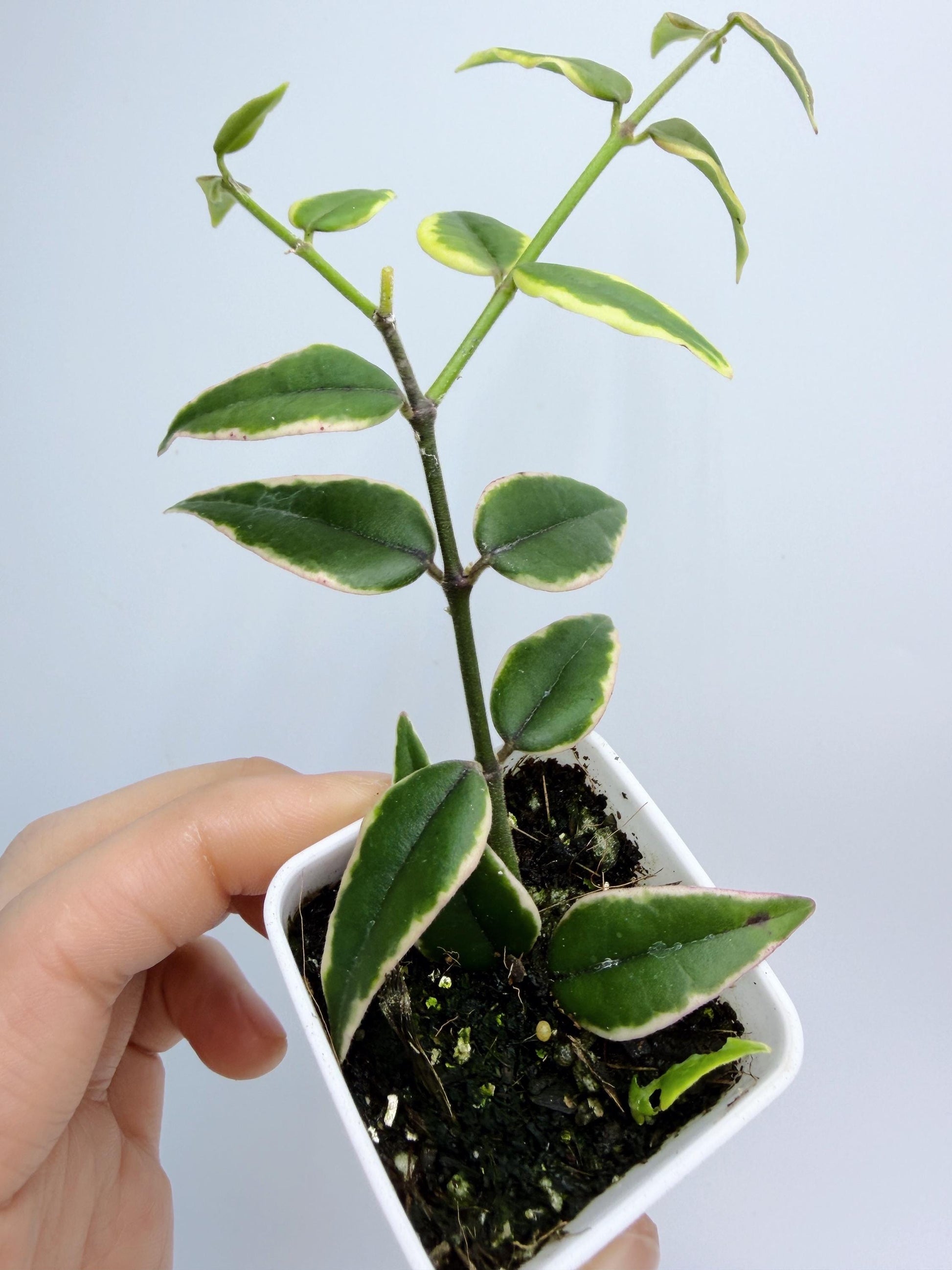 Hoya Bella Outer Variegated