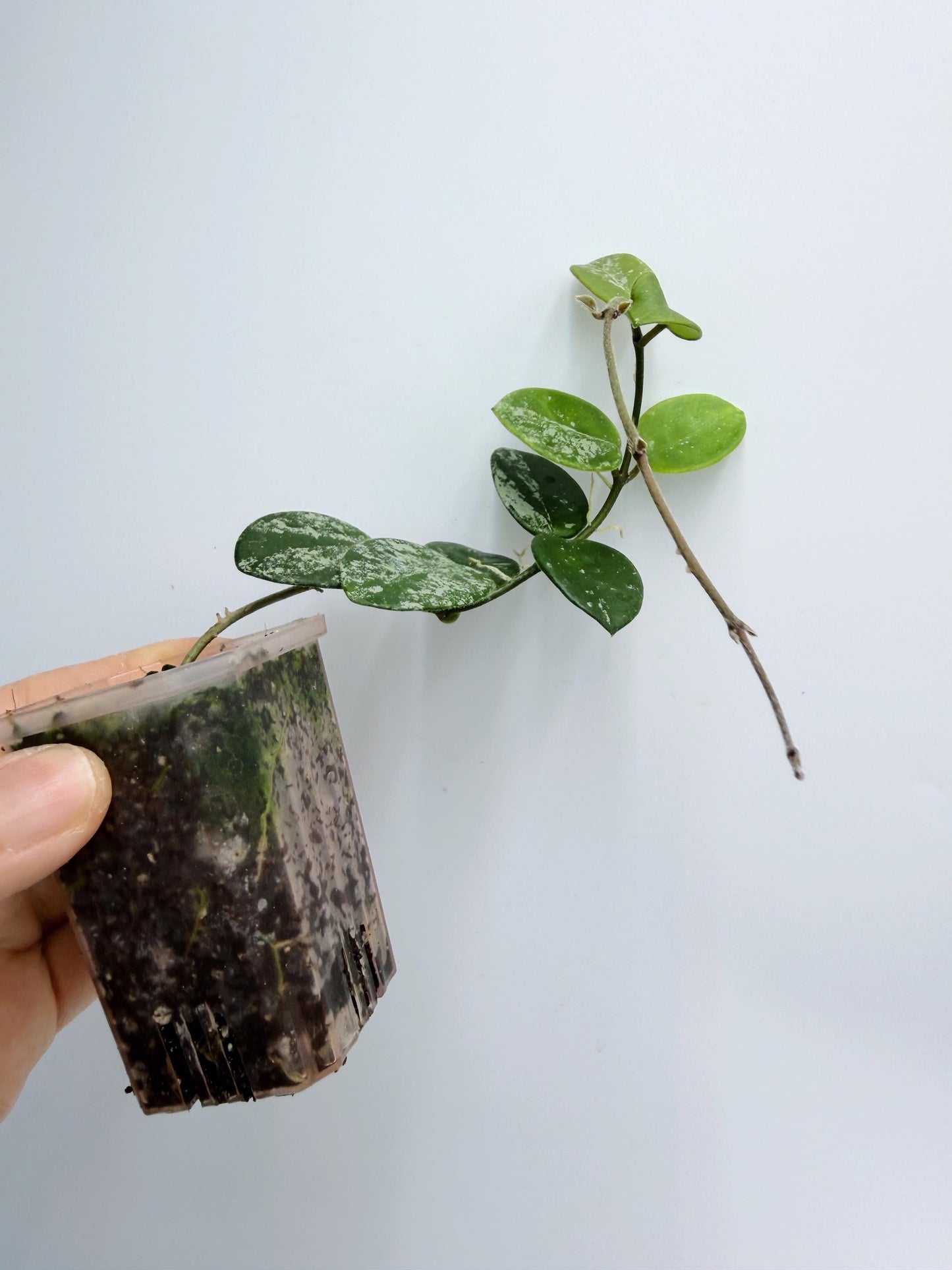 Hoya Mathilde Splash