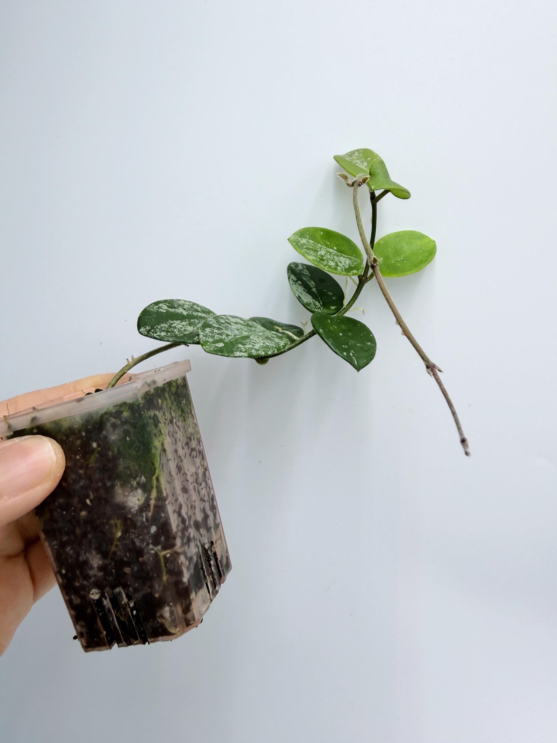 Hoya Mathilde Splash