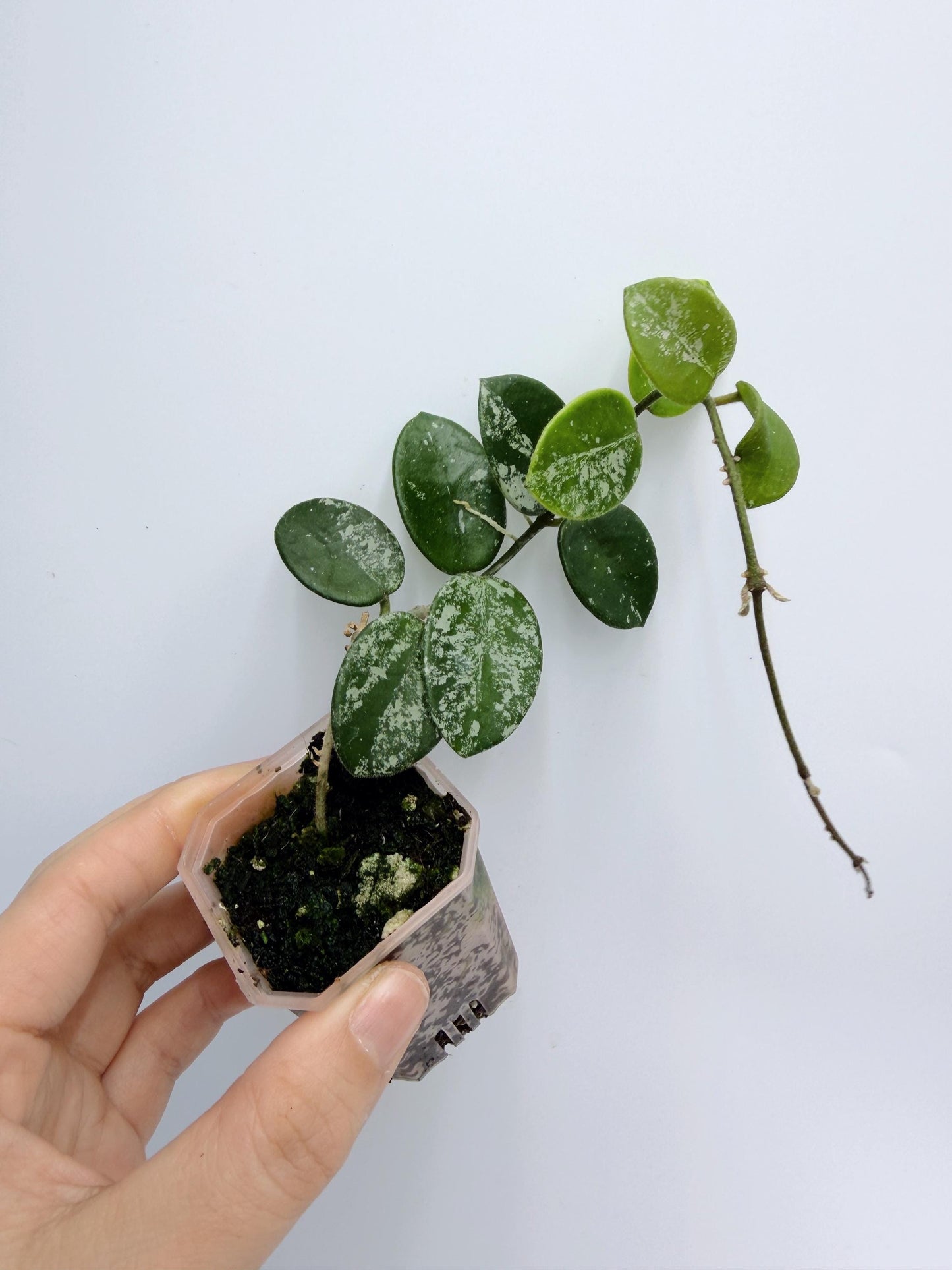 Hoya Mathilde Splash