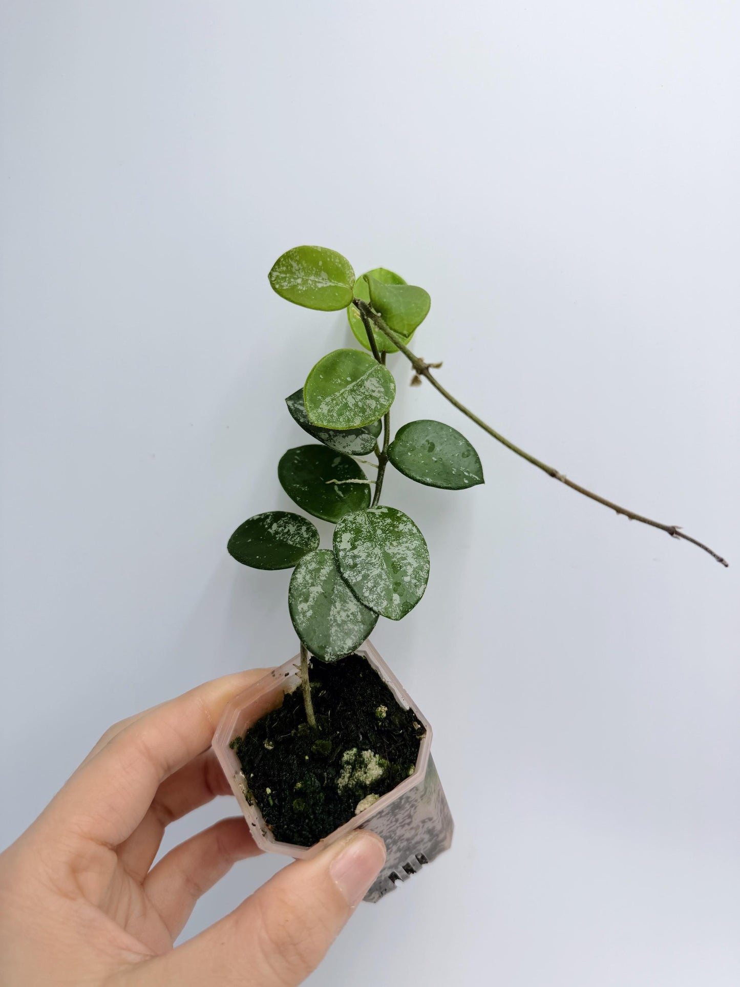 Hoya Mathilde Splash