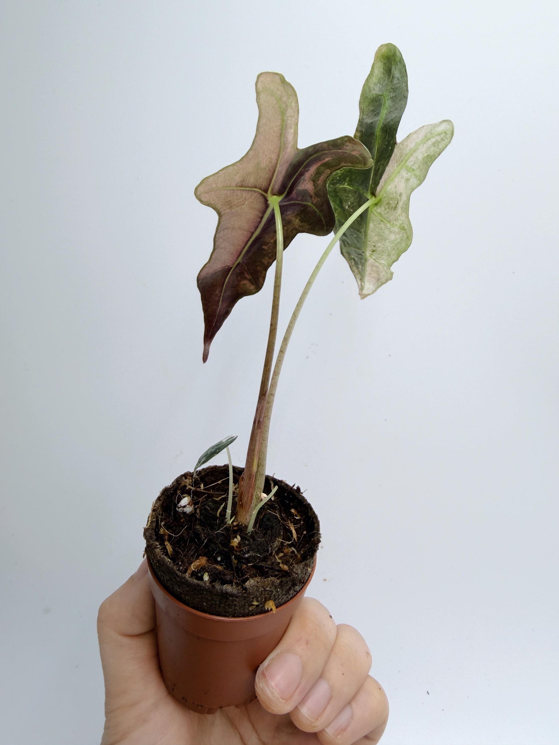 Alocasia Nobilis Pink