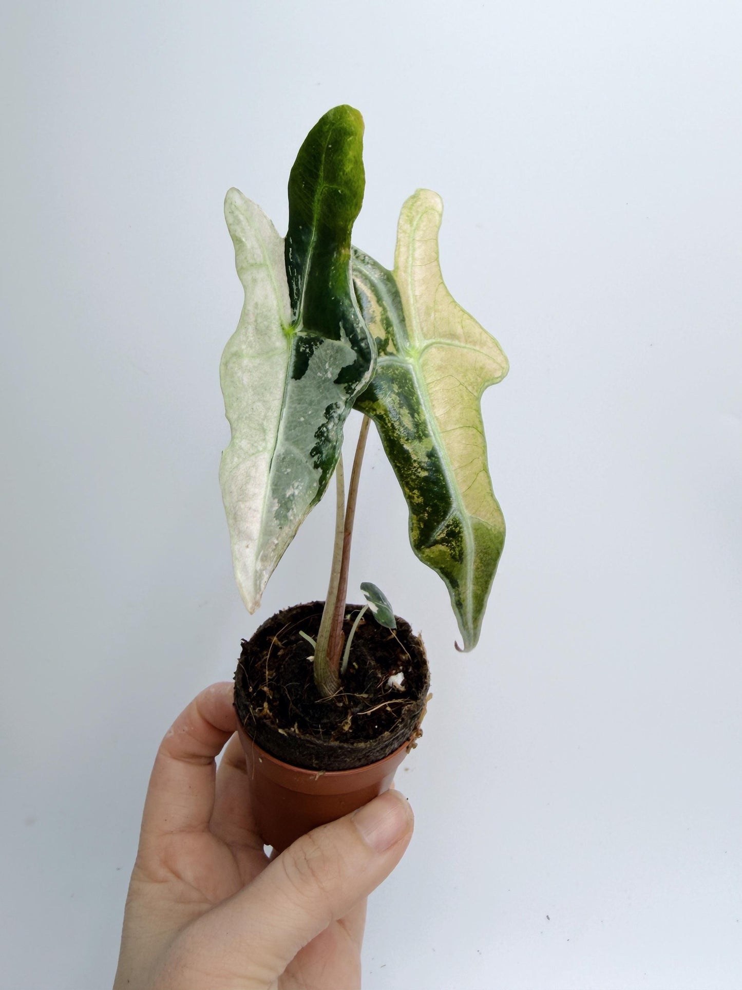 Alocasia Nobilis Pink