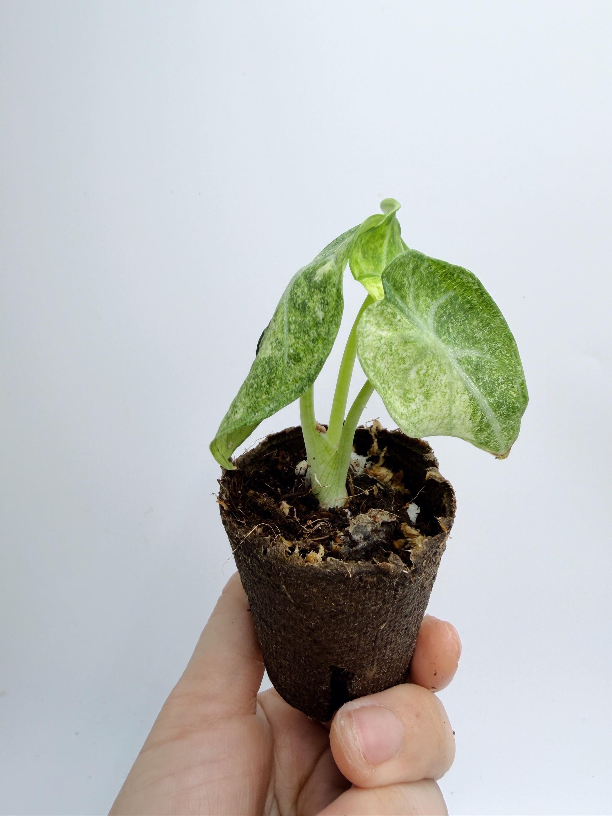 Alocasia Ninja Mint
