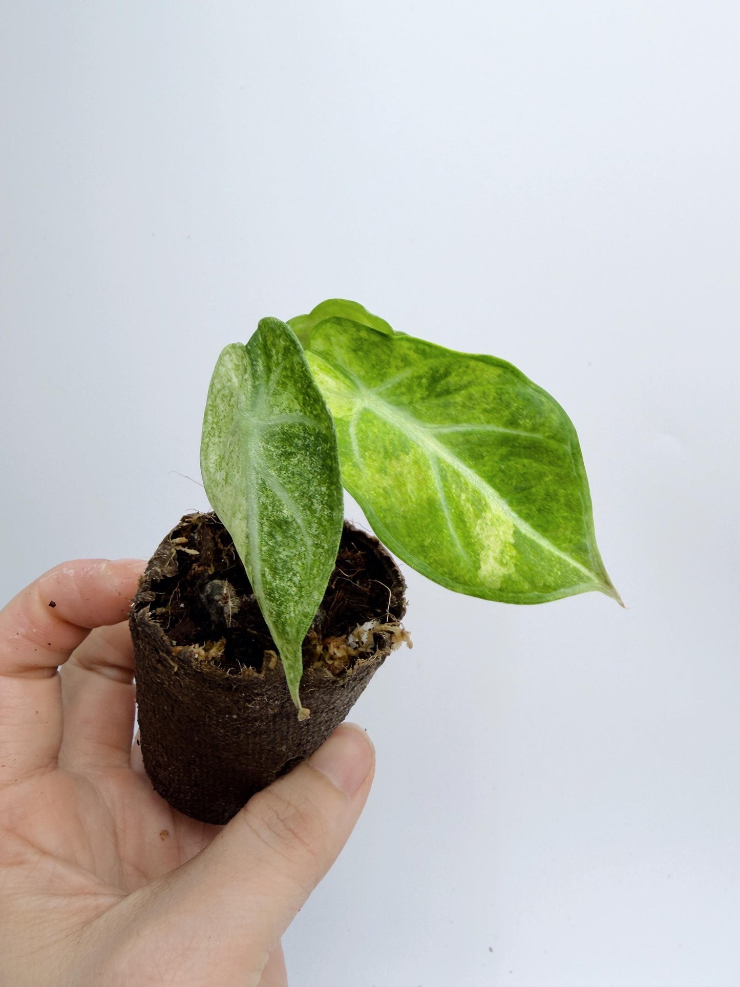 Alocasia Ninja Mint
