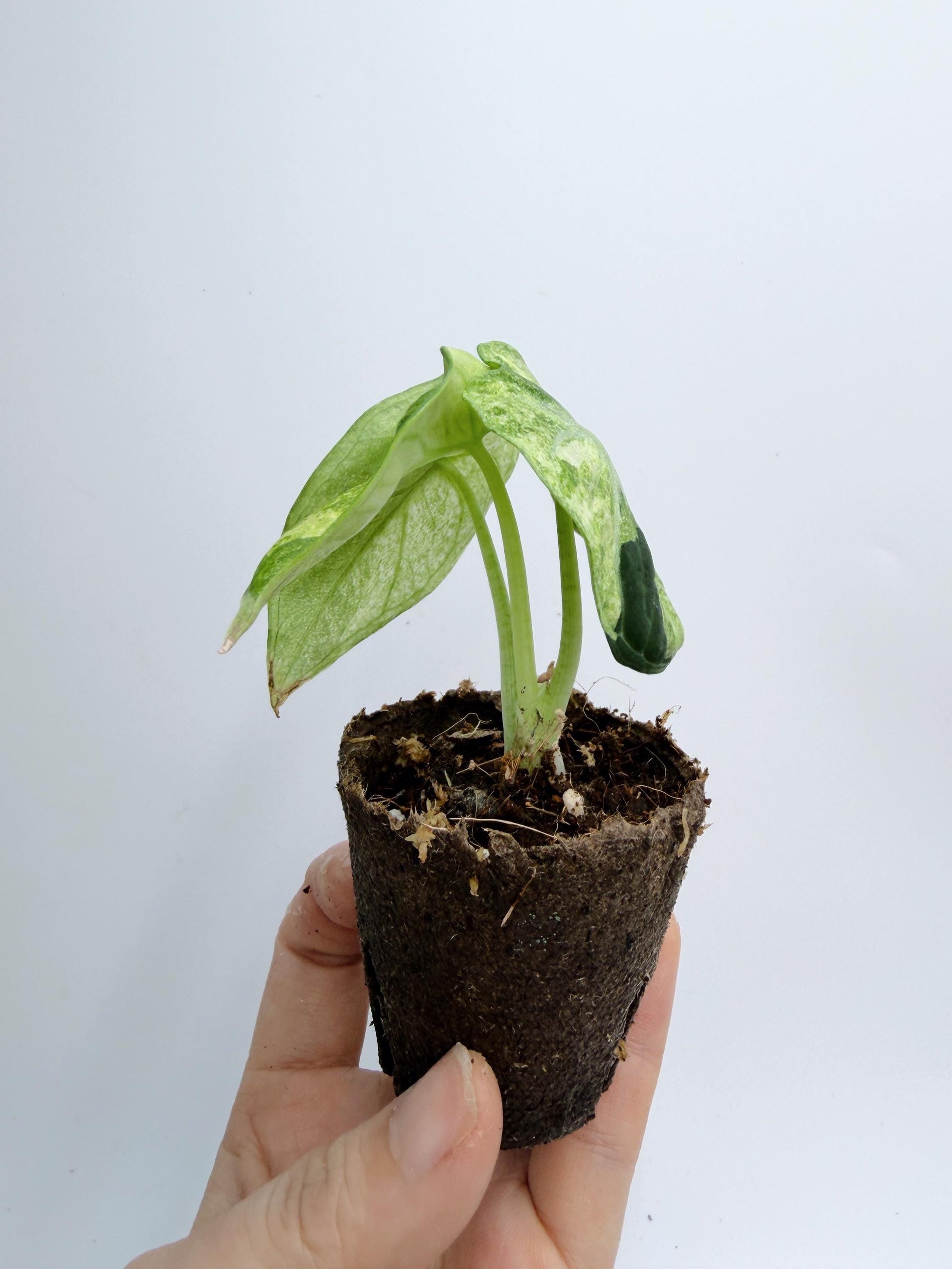 Alocasia Ninja Mint