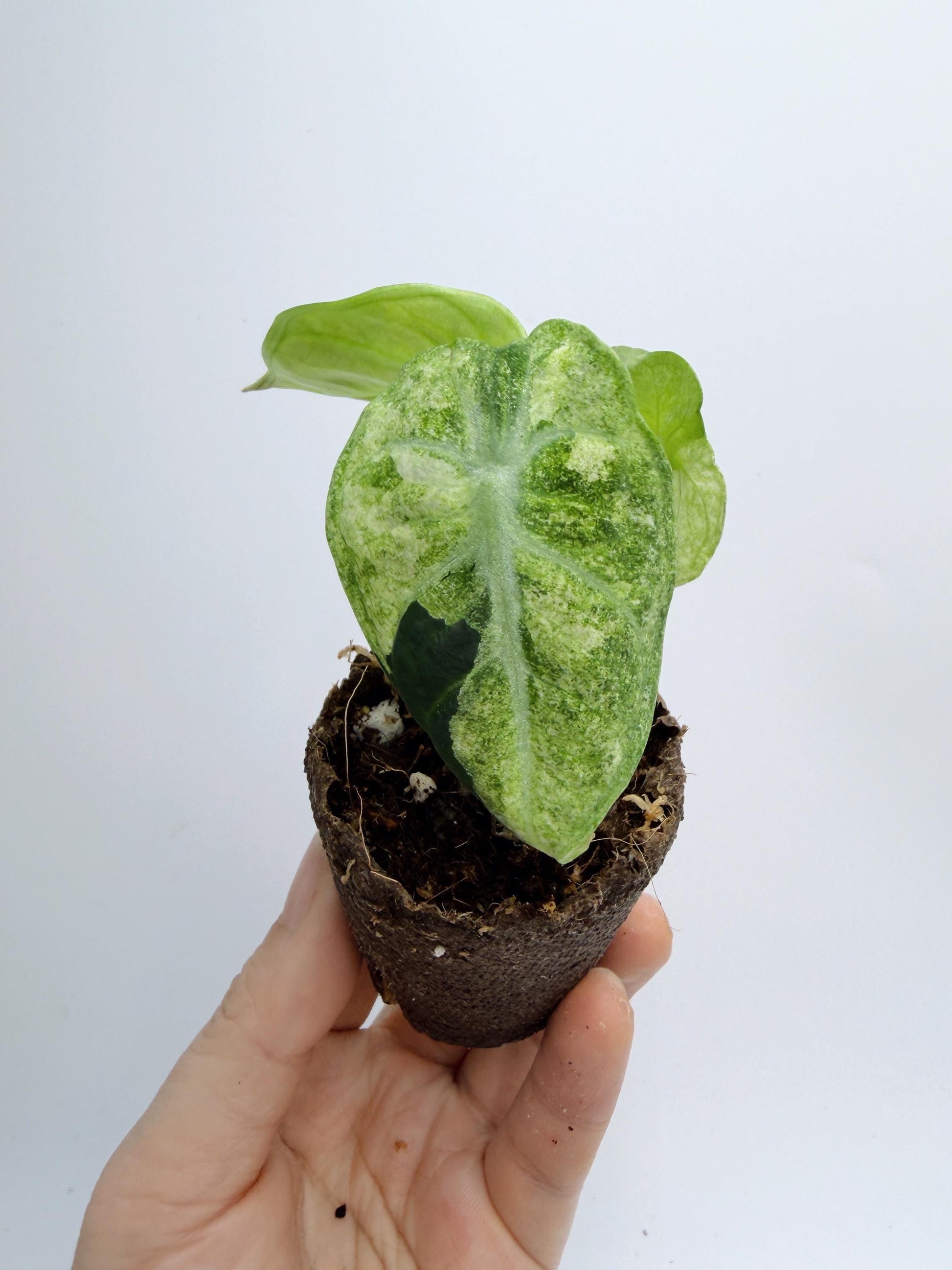 Alocasia Ninja Mint