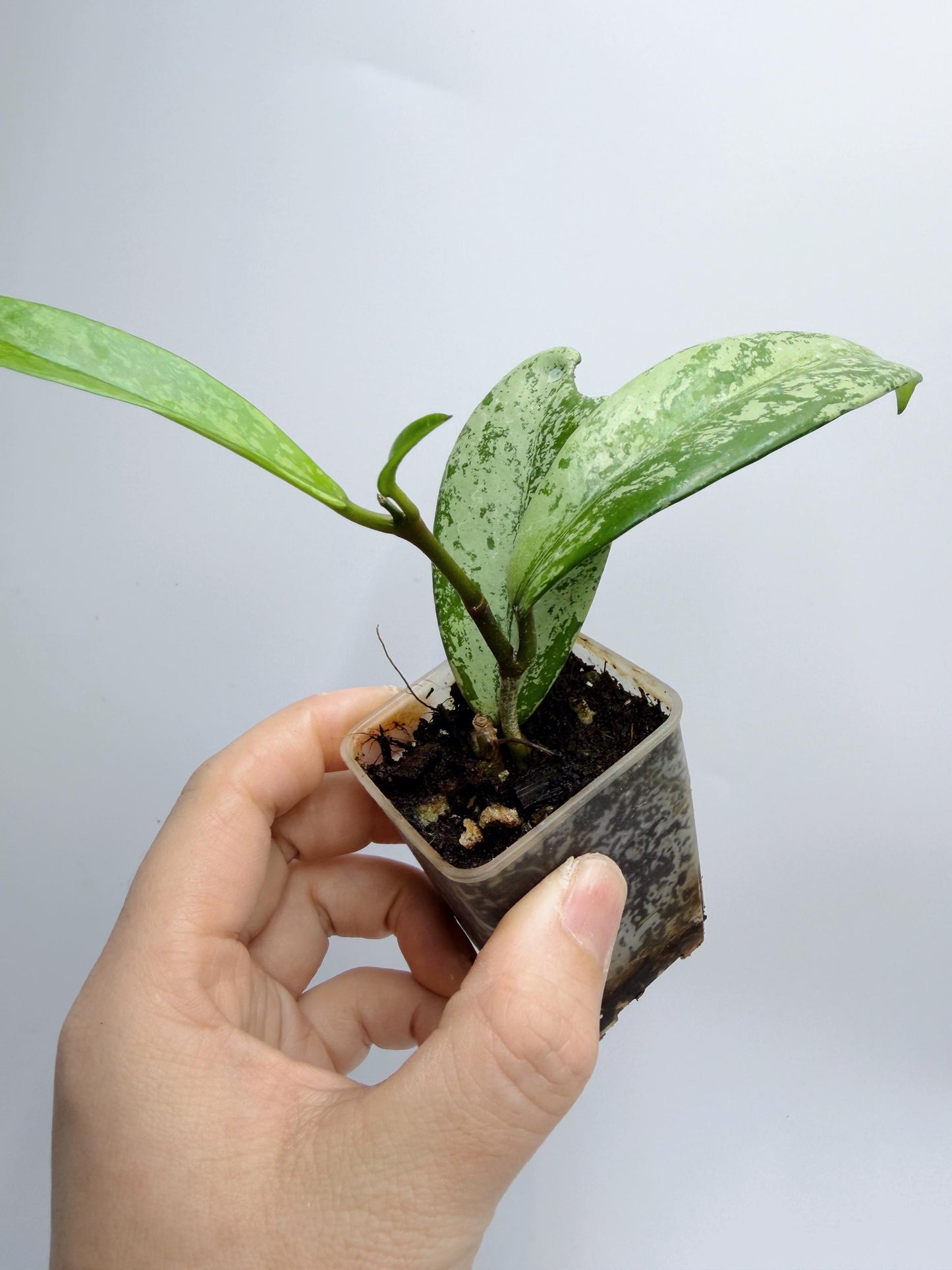 Hoya Pubicalyx Pink Silver Ghost