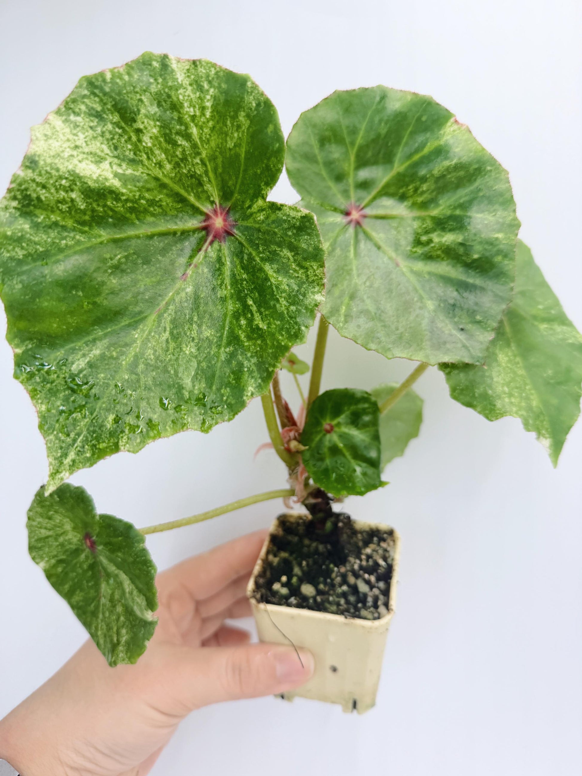 Begonia Rouge Variegated