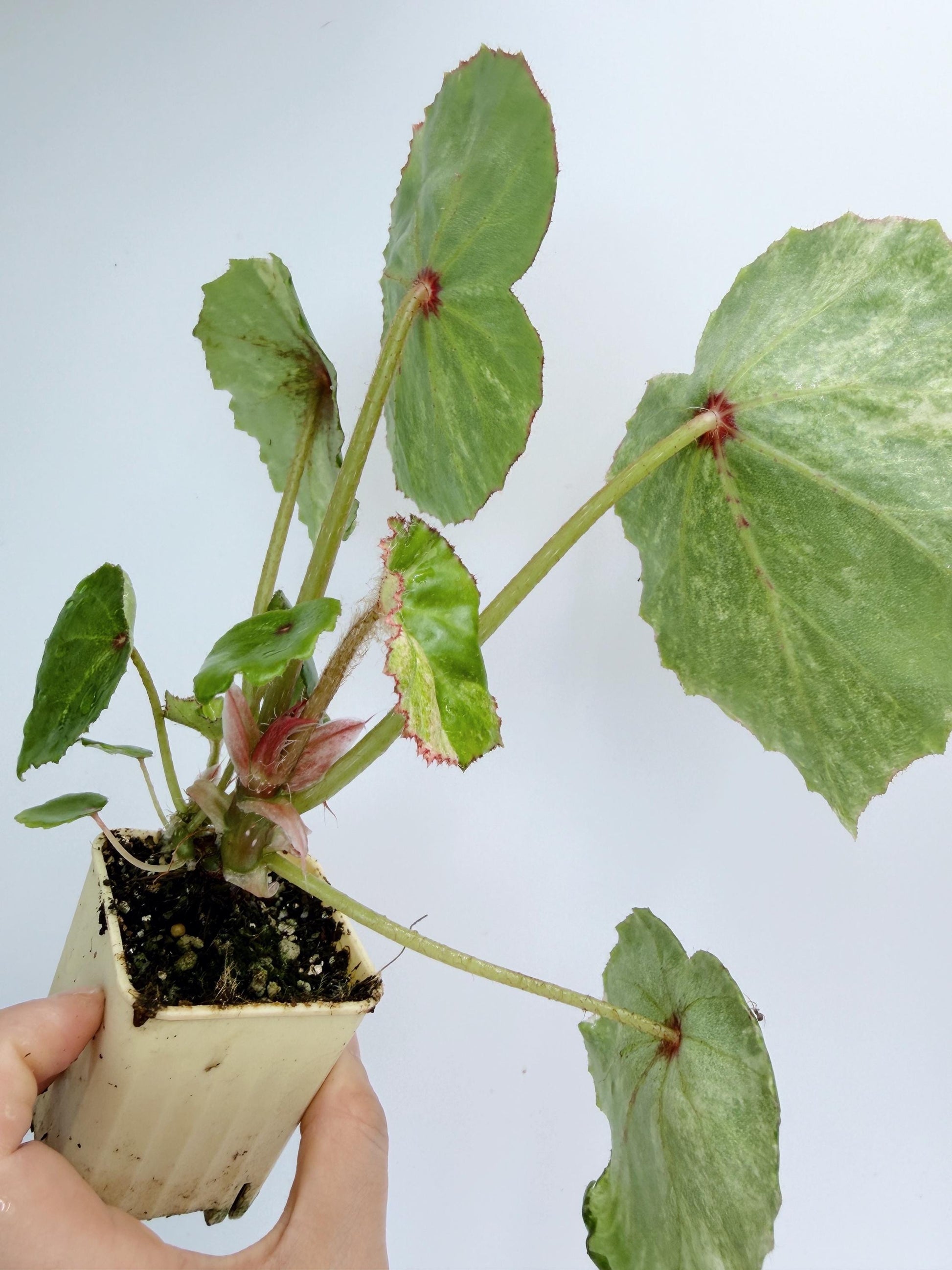 Begonia Rouge Variegated