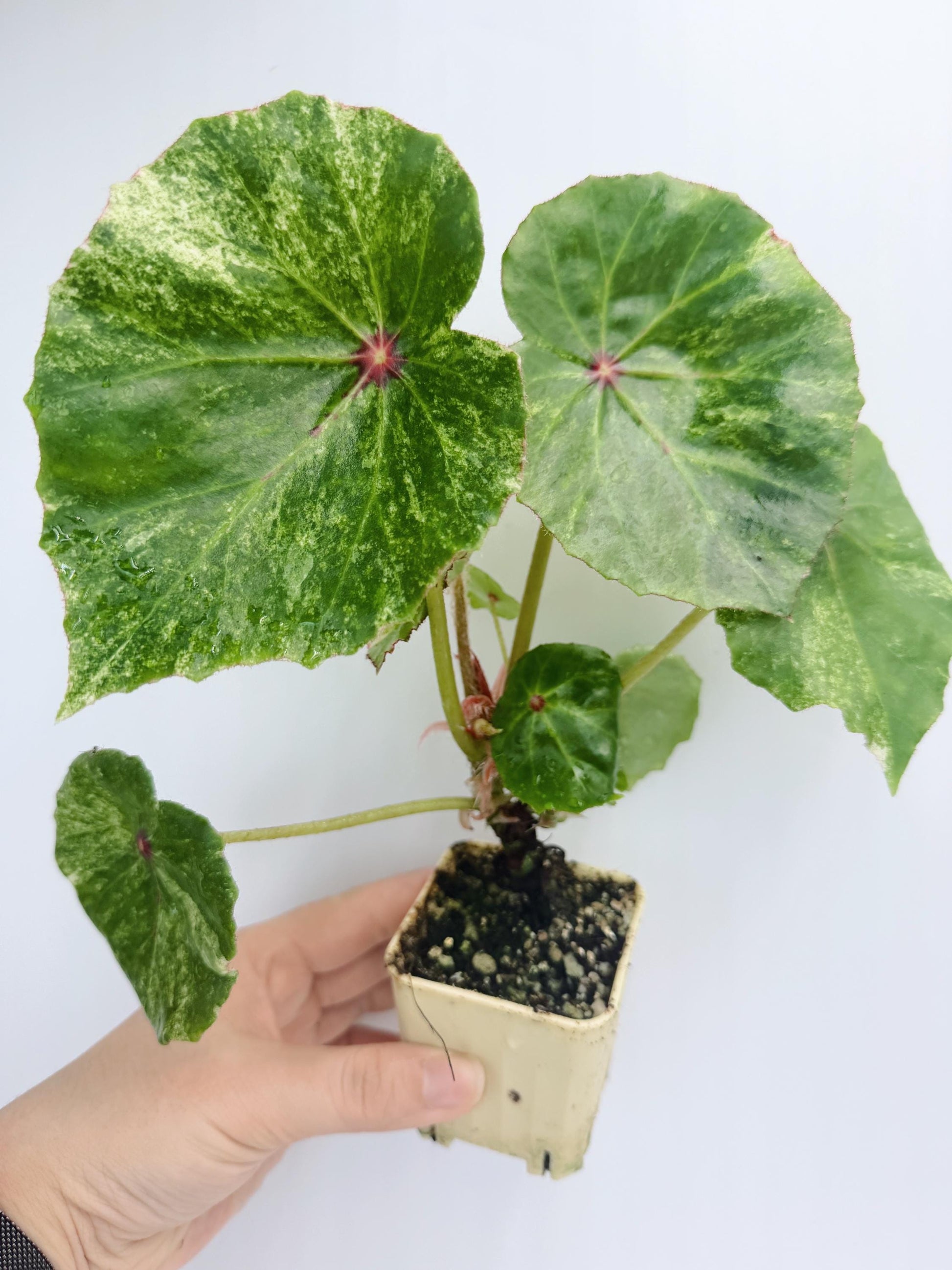 Begonia Rouge Variegated