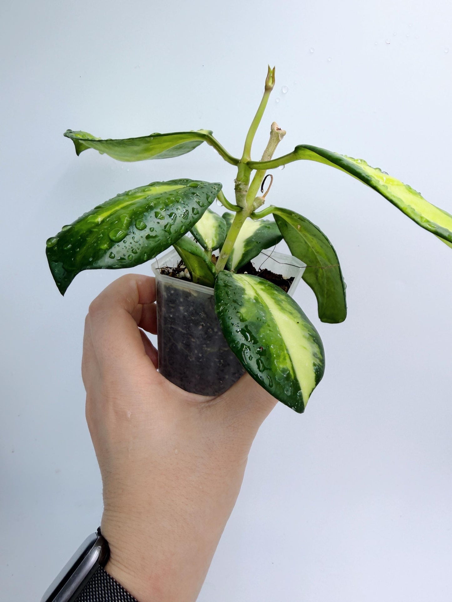 Hoya Diversifolia Maharani Variegata
