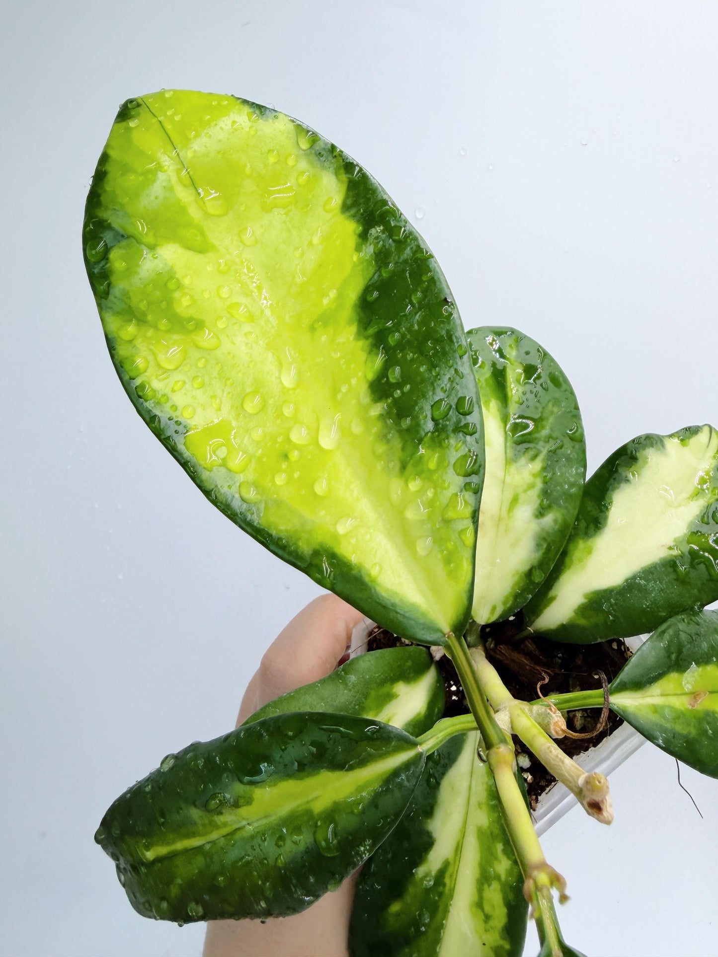Hoya Diversifolia Maharani Variegata