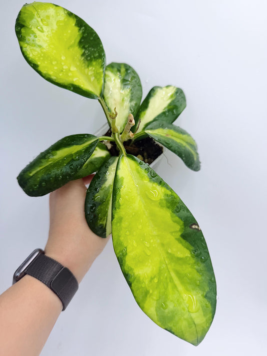 Hoya Diversifolia Maharani Variegata