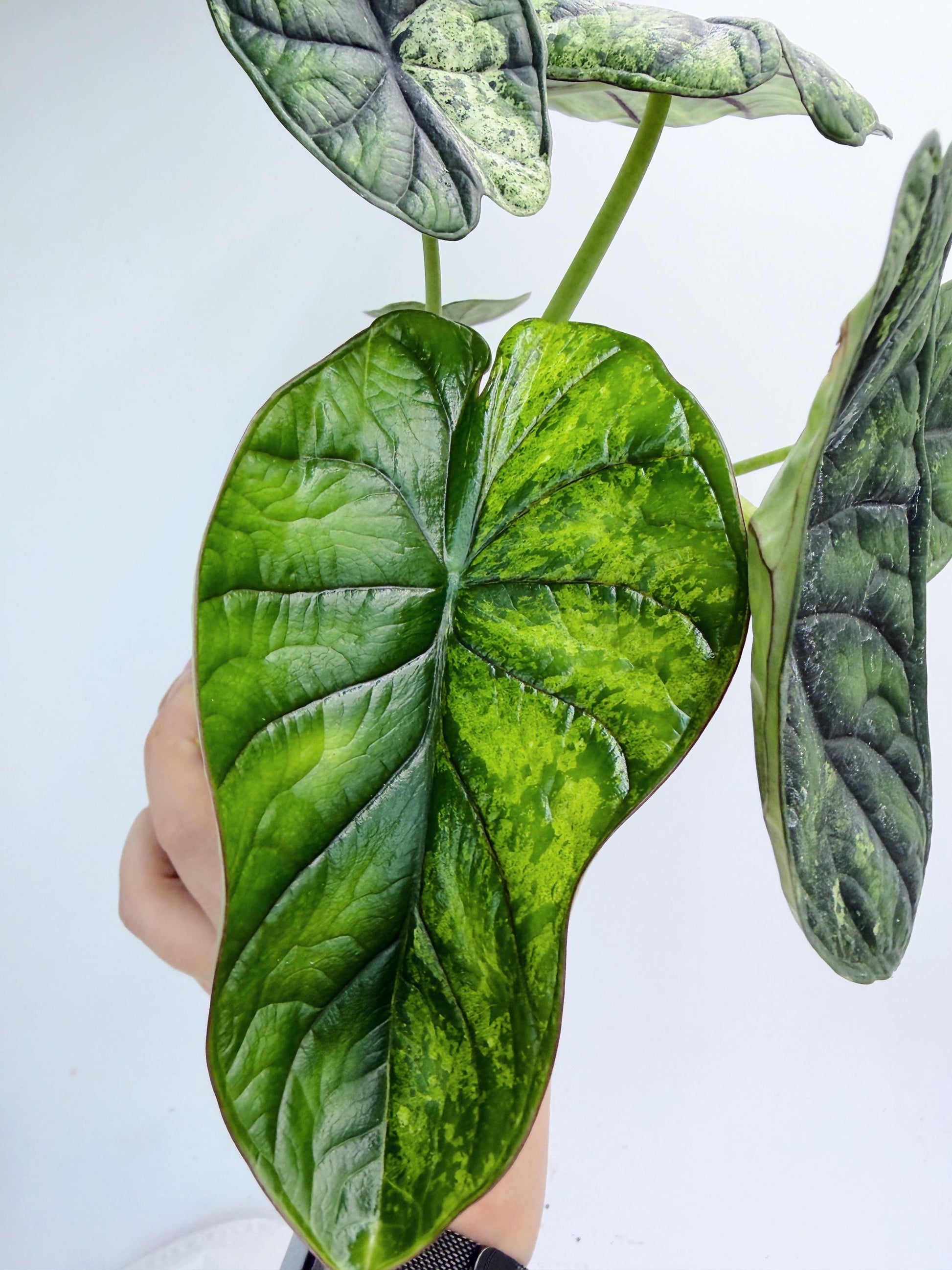 Alocasia Dragon Scale Mint