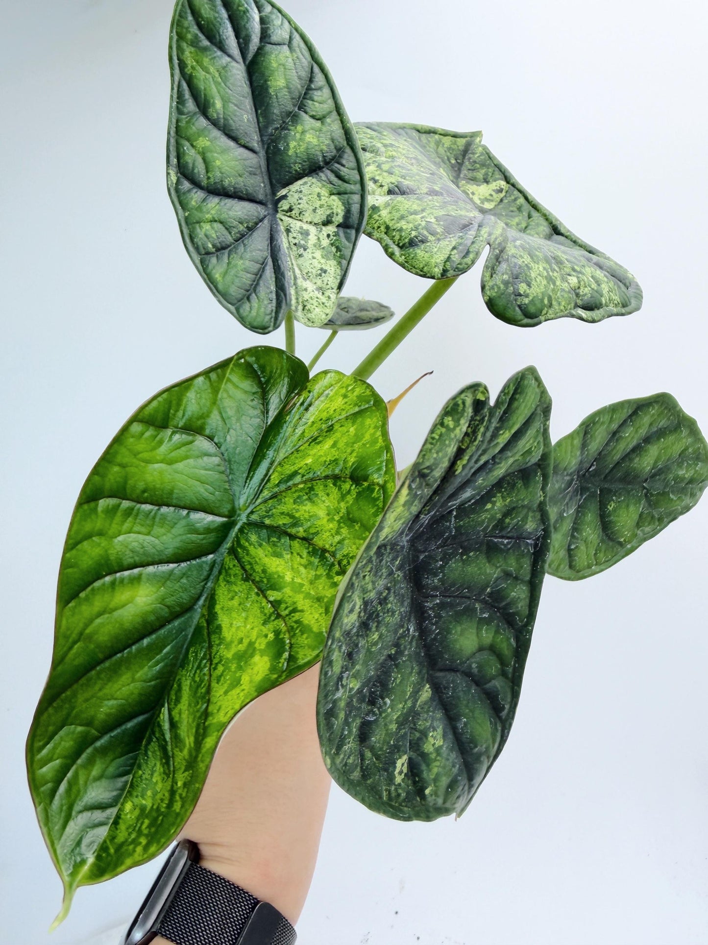 Alocasia Dragon Scale Mint