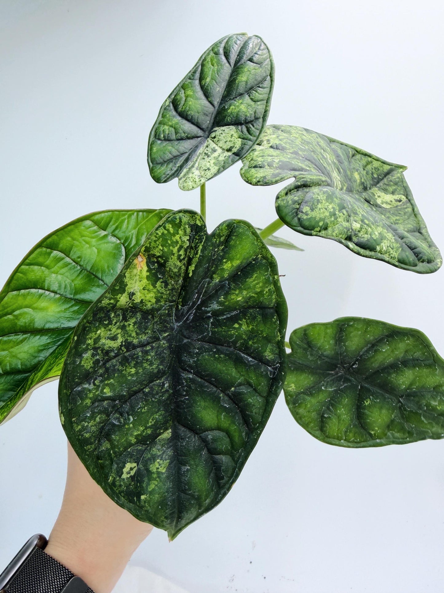 Alocasia Dragon Scale Mint