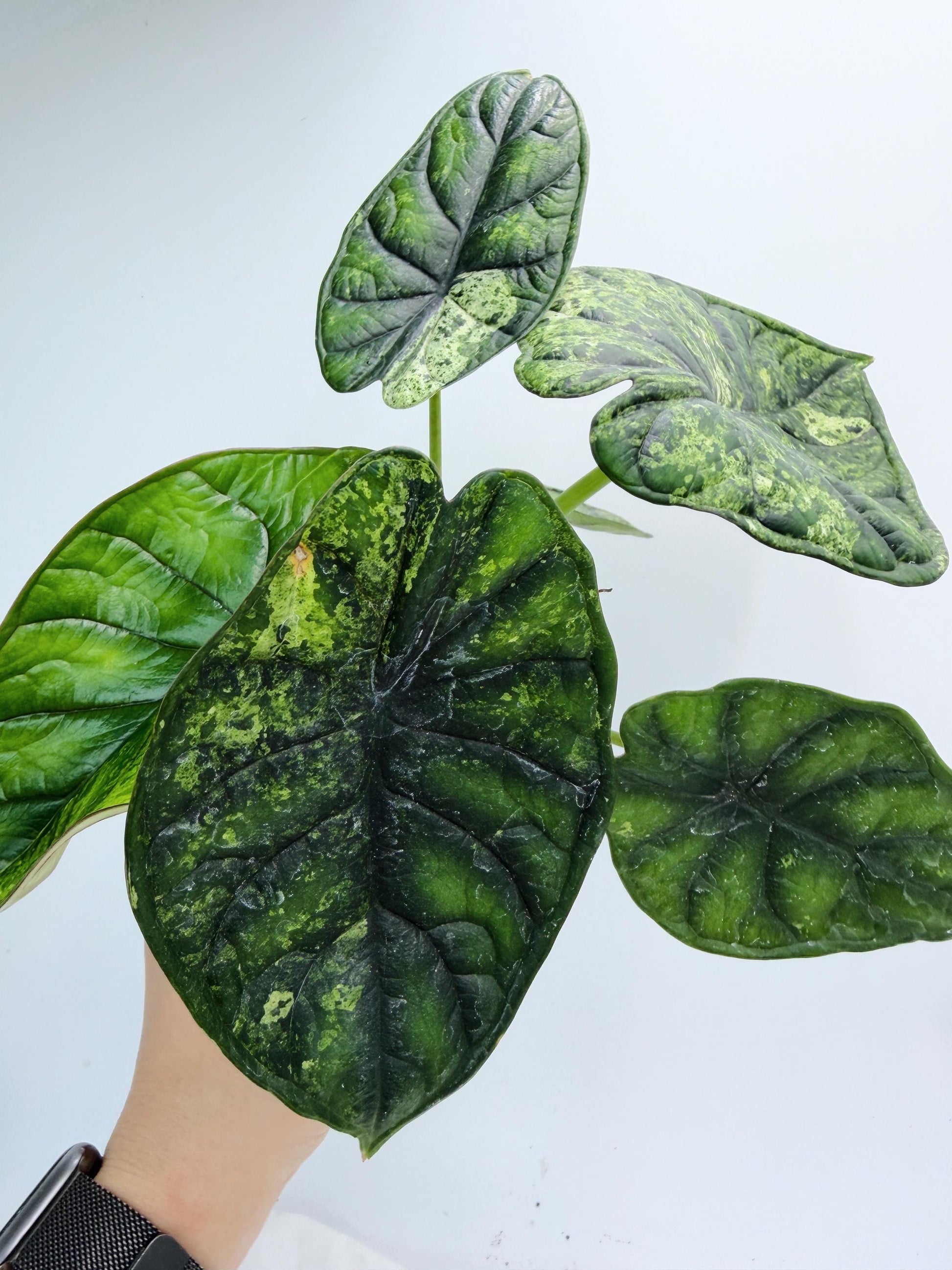 Alocasia Dragon Scale Mint