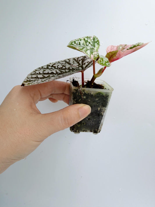 Begonia Snow Capped Variegated