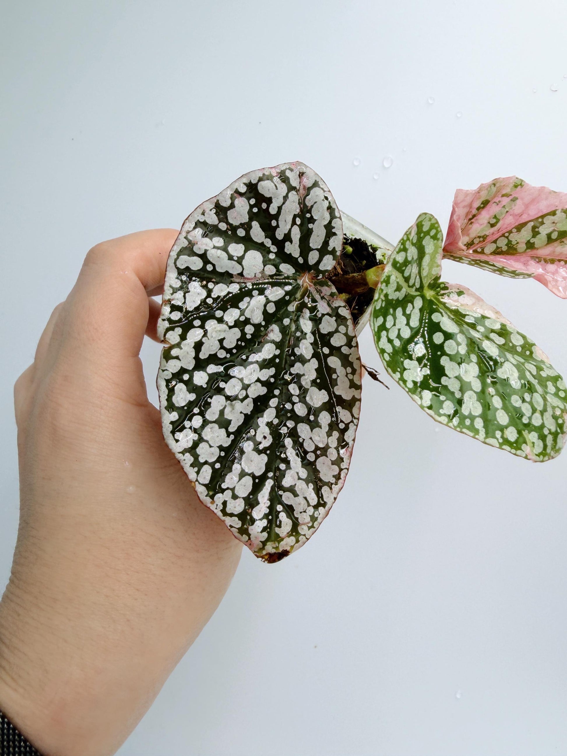 Begonia Snow Capped Variegated