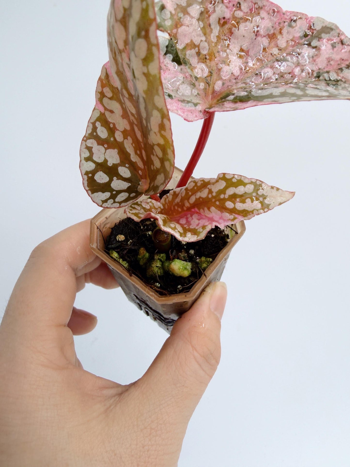 Begonia Snow Capped Variegated