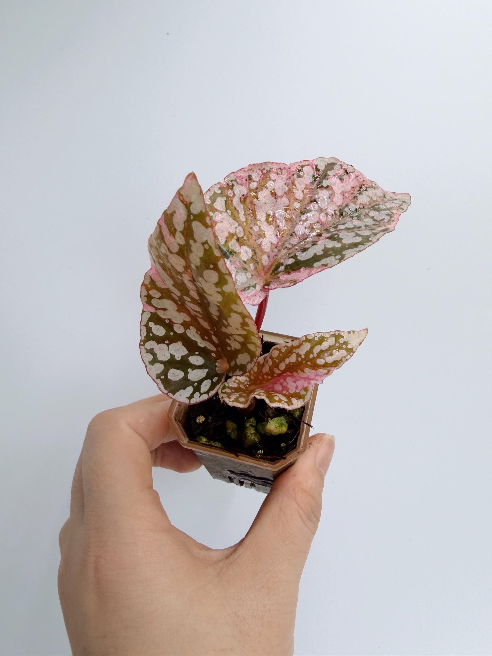 Begonia Snow Capped Variegated