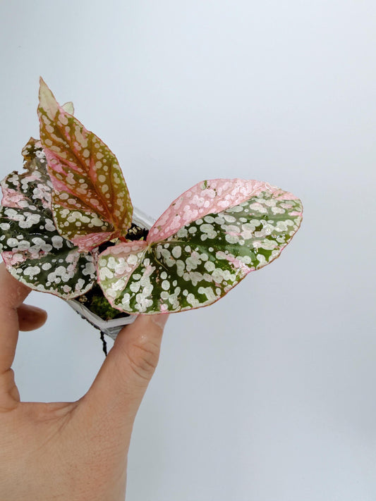 Begonia Snow Capped Variegated
