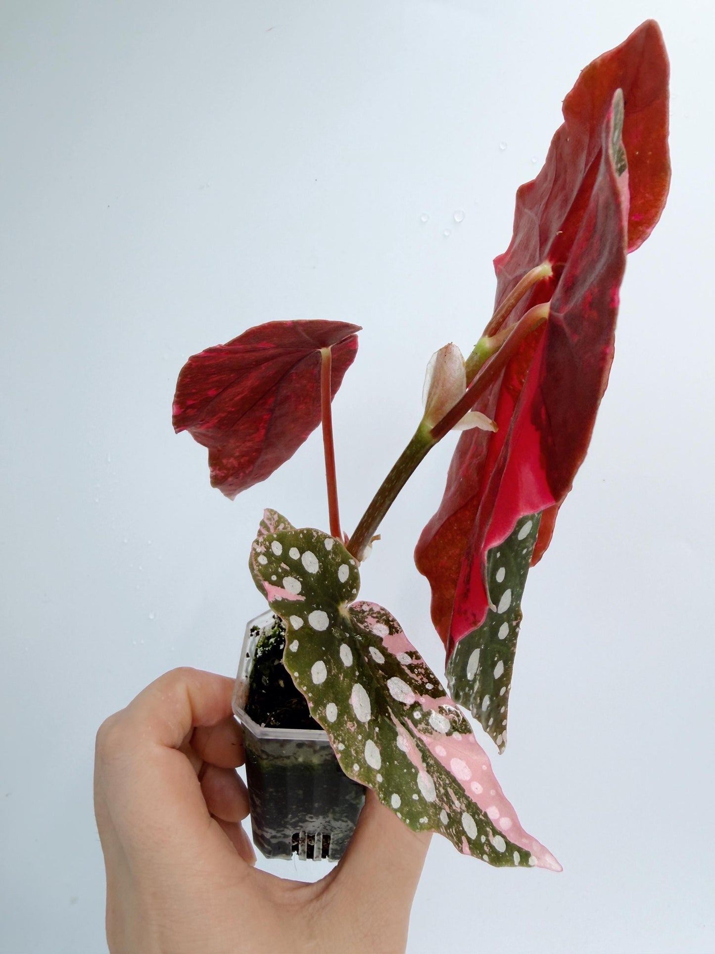 Begonia Maculata Pink Variegated