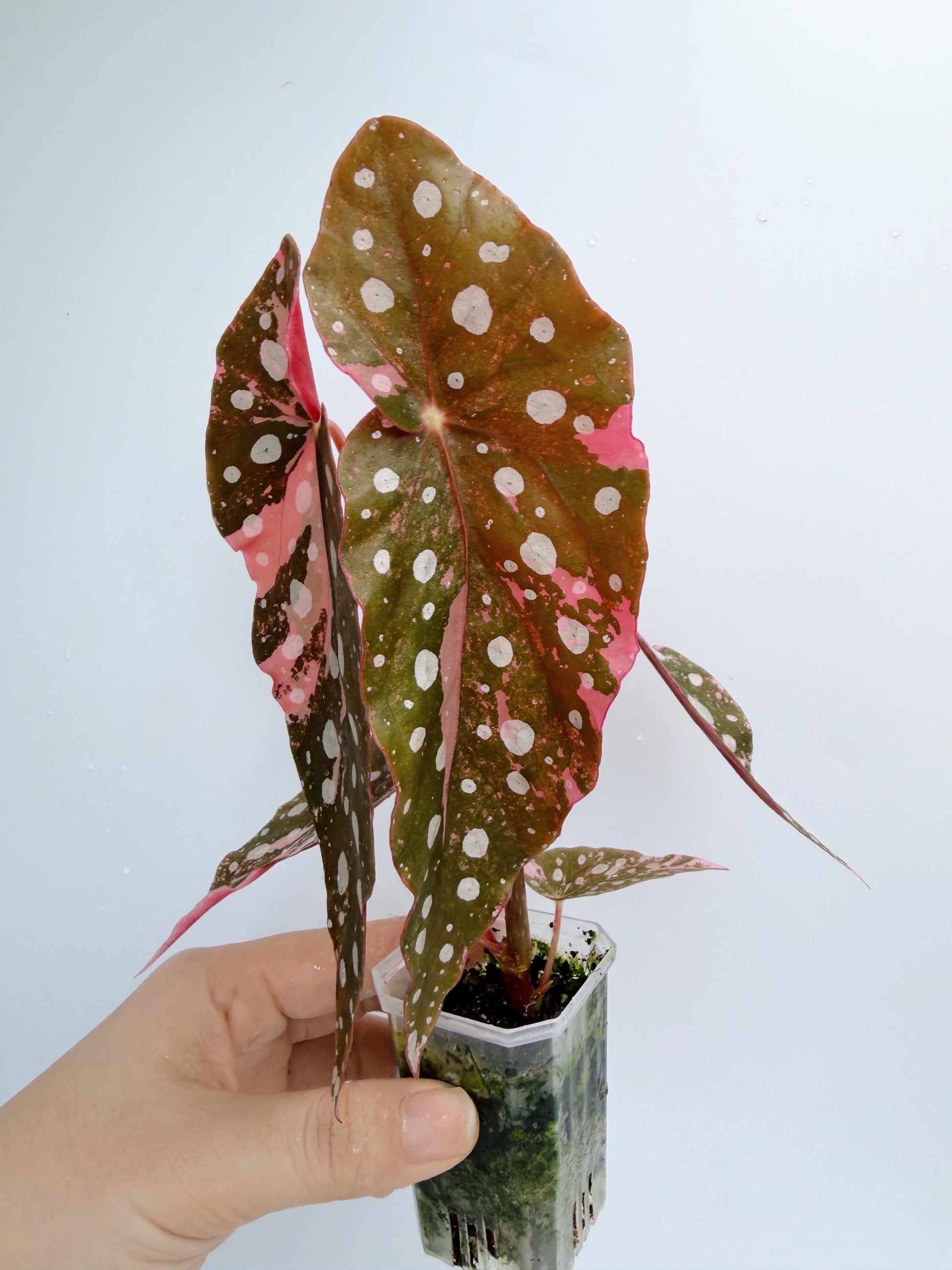 Begonia Maculata Pink Variegated