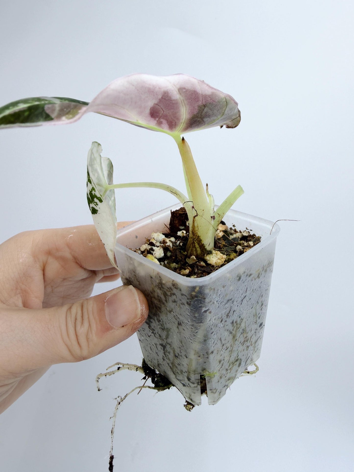 Alocasia Black Velvet Pink Variegated